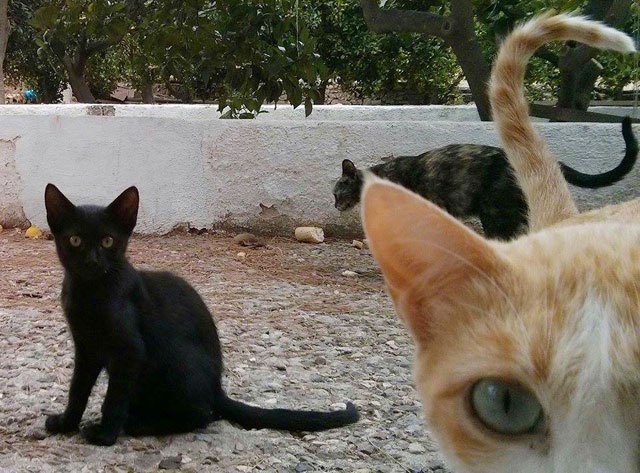 Recuerdan la obligatoriedad de la vacunación antirrábica de perros, gatos y hurones., Foto 1