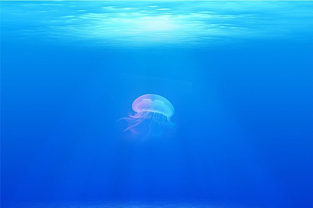 Salud recuerda que las picaduras de medusa son leves en la mayoría de los casos - 1, Foto 1