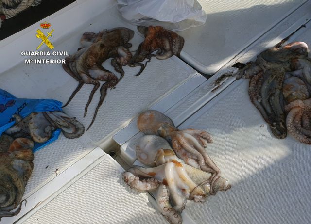 Decomisan 15 ejemplares de pulpo de talla inferior a la permitida en Águilas - 1, Foto 1