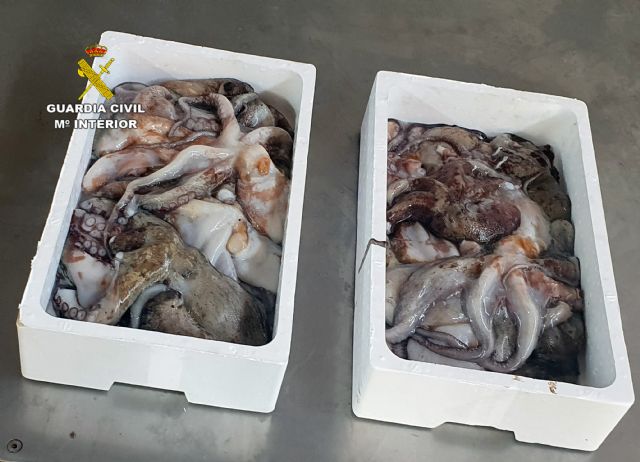 Decomisan 15 ejemplares de pulpo de talla inferior a la permitida en Águilas - 2, Foto 2