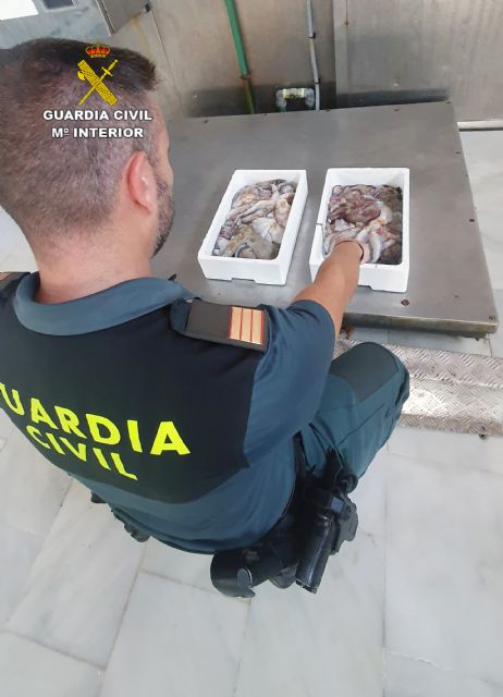 Decomisan 15 ejemplares de pulpo de talla inferior a la permitida en Águilas - 4, Foto 4