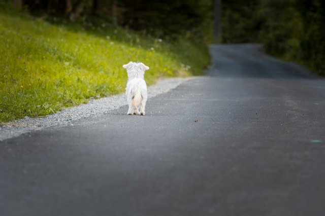 Aumentan un 5,12% los siniestros de tráfico por el atropello de perros y gatos - 1, Foto 1