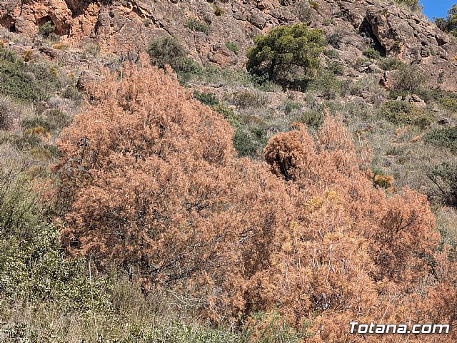 Pinos secos en Sierra Espuña, Foto 1