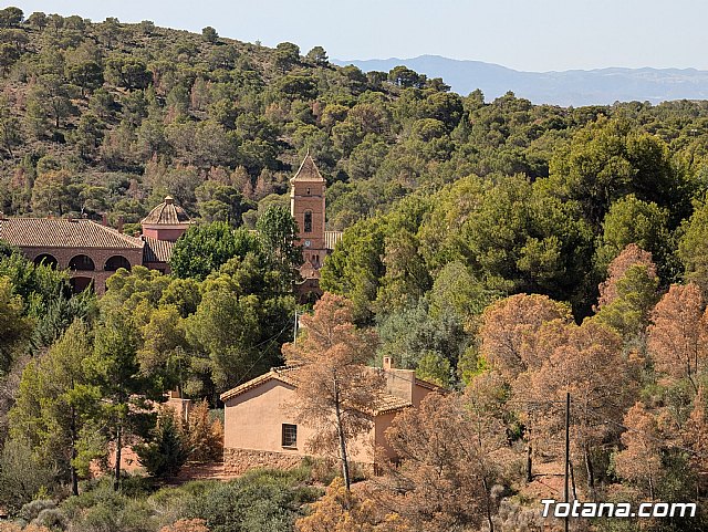 Pinos secos en Sierra Espuña, Foto 2