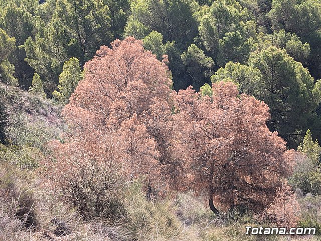 Pinos secos en Sierra Espuña - 3, Foto 3