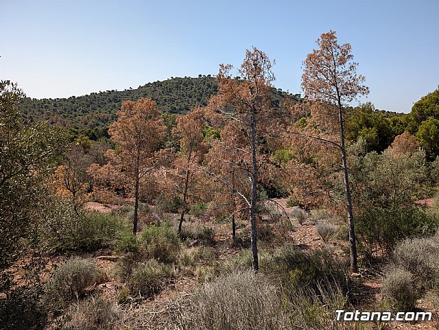 Pinos secos en Sierra Espuña - 4, Foto 4