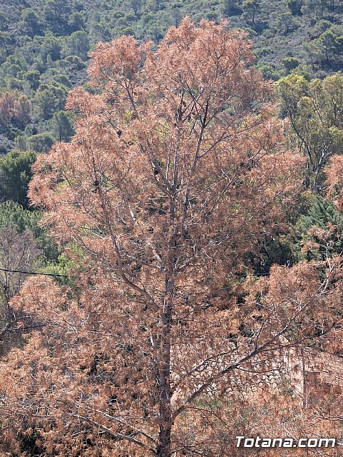 Pinos secos en Sierra Espuña, Foto 5