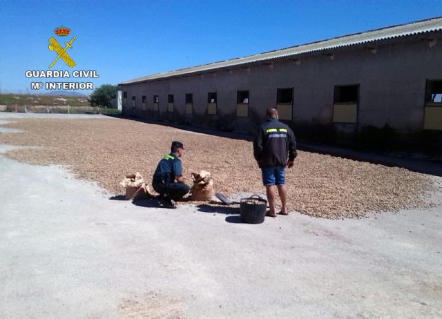 La Guardia Civil evita el robo de quince toneladas de almendra en una finca de El Albujón - 2, Foto 2