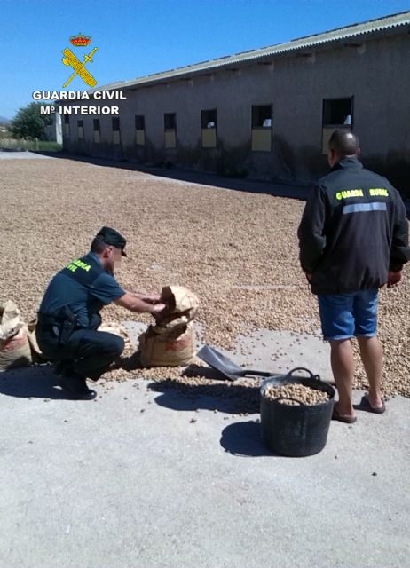 La Guardia Civil evita el robo de quince toneladas de almendra en una finca de El Albujón - 3, Foto 3