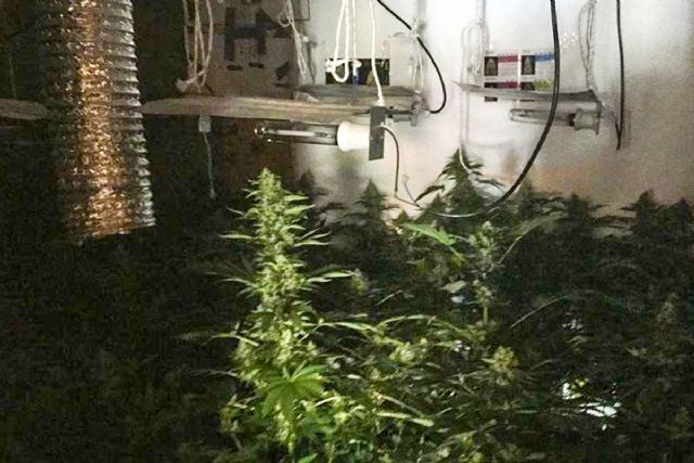 La Policía Local de Cartagena detiene al presunto responsable de una plantación de marihuana en Pozo Estrecho - 1, Foto 1