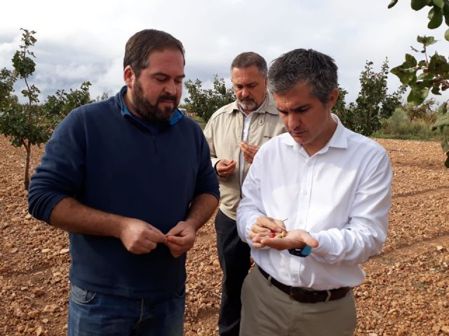 Agricultura destina 80.000 euros a ayudas para el cultivo del pistacho ecológico - 1, Foto 1