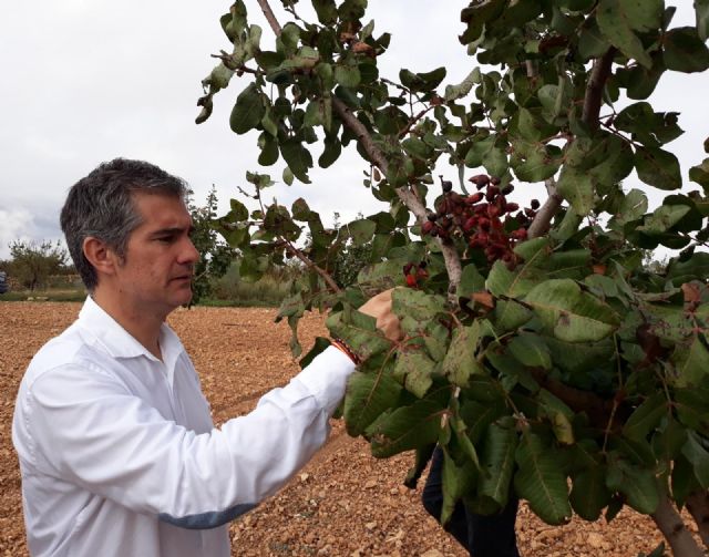 Agricultura destina 80.000 euros a ayudas para el cultivo del pistacho ecológico - 2, Foto 2