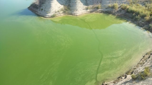 La CHS detecta un crecimiento de algas en el embalse del Judío - 1, Foto 1