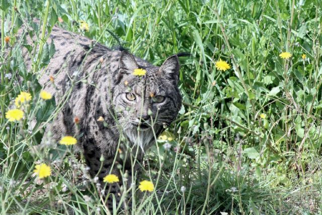 Terra Natura Murcia participa en el proyecto de recuperación del lince ibérico Life LynxConnect - 1, Foto 1