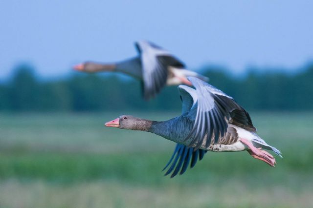 Únete al dran Día Mundial de Observación de Aves el 12 de octubre - 1, Foto 1