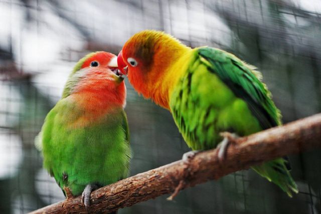 Únete al dran Día Mundial de Observación de Aves el 12 de octubre - 2, Foto 2