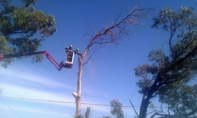 Infraestructuras tala y retira mas de una treintena de pinos y eucaliptos secos con peligro de caida en la antigua carretera de Murcia - 1, Foto 1