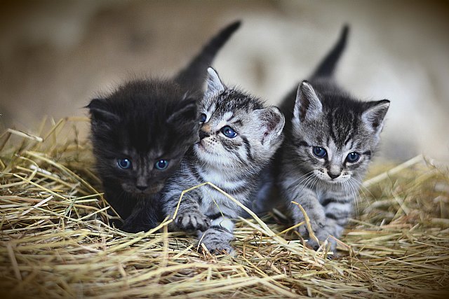 Purina colaborará en la 5ª Conferencia de Intervenciones Asistidas con Animales - 1, Foto 1