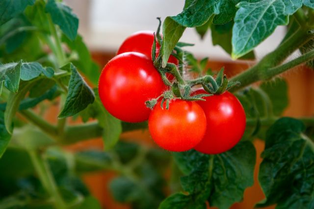 Unión de Uniones alerta de la pérdida de más de 30 millones de euros en tomate de industria por sequía y sanidad vegetal - 1, Foto 1