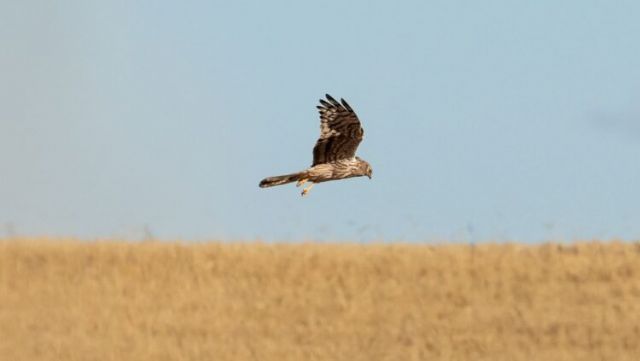 Un proyecto europeo con la participación de la UMU quiere frenar la extinción del aguilucho cenizo en la península - 1, Foto 1