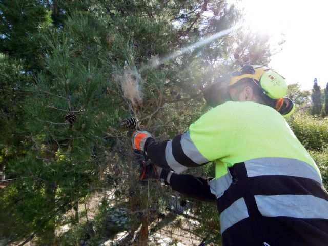 Guerra a la procesionaria en más de 2.500 pinos de Murcia y pedanías - 1, Foto 1