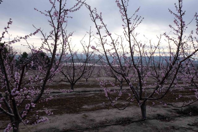 Fecoam defiende el mantenimiento de ayudas a las frutas y hortalizas ante la reforma de la PAC - 1, Foto 1