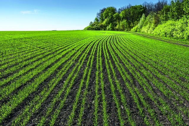 Llega al campo español Revycare®, el nuevo y esperado fungicida de BASF que marcará un antes y un después en el cuidado del cereal - 1, Foto 1