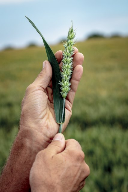 Llega al campo español Revycare®, el nuevo y esperado fungicida de BASF que marcará un antes y un después en el cuidado del cereal - 2, Foto 2