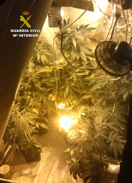 La Guardia Civil desmantela un activo punto de cultivo y venta de marihuana - 2, Foto 2