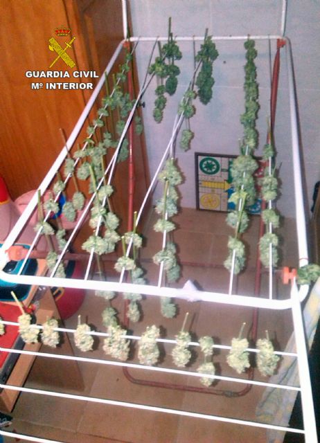 La Guardia Civil desmantela un activo punto de cultivo y venta de marihuana - 3, Foto 3