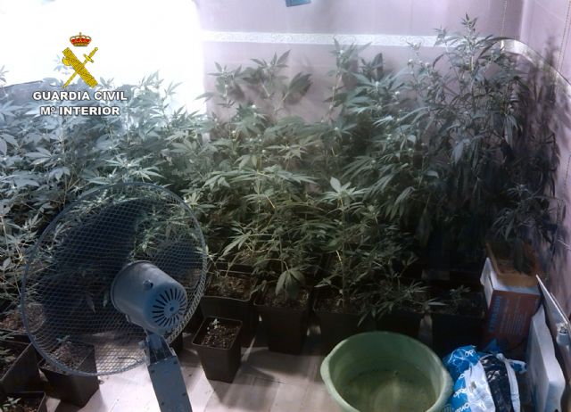 La Guardia Civil desmantela un activo punto de cultivo y venta de marihuana - 4, Foto 4