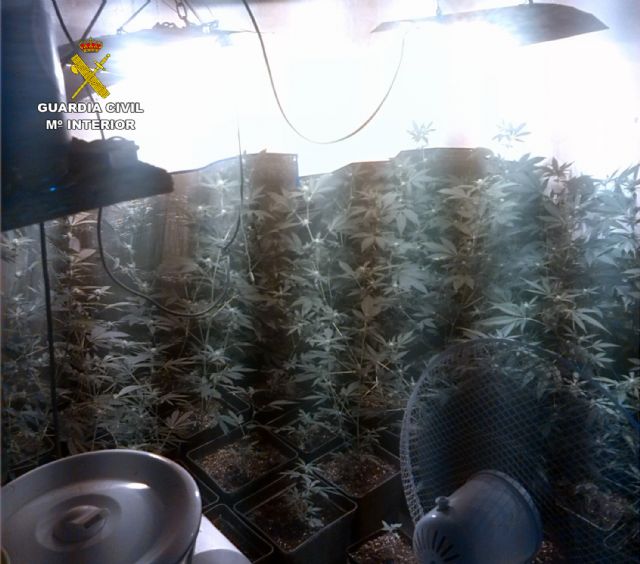 La Guardia Civil desmantela un activo punto de cultivo y venta de marihuana - 5, Foto 5