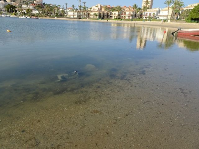 Denuncian que los nitratos y los mares de plásticos sustituyen a las banderas azules en el Mar Menor - 2, Foto 2