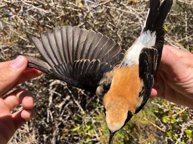 El estudio de las aves migradoras en isla grosa permitirá entender mejor cómo afecta el cambio climático a las aves - 1, Foto 1