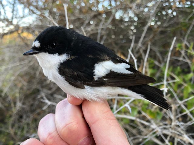 El estudio de las aves migradoras en isla grosa permitirá entender mejor cómo afecta el cambio climático a las aves - 2, Foto 2