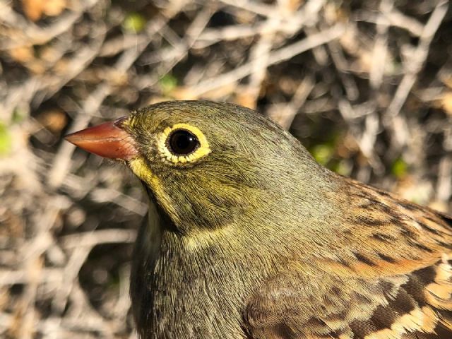 El estudio de las aves migradoras en isla grosa permitirá entender mejor cómo afecta el cambio climático a las aves - 3, Foto 3