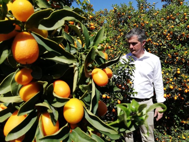 El kumquat se plantea como un cultivo innovador en la Región frente a los cítricos tradicionales - 1, Foto 1