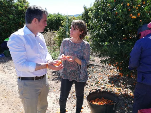 El kumquat se plantea como un cultivo innovador en la Región frente a los cítricos tradicionales - 2, Foto 2