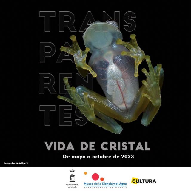 El Museo de la Ciencia y el Agua invita a descubrir los misterios de los animales transparentes - 1, Foto 1