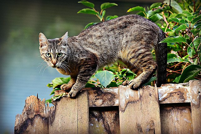 La federación fauna alerta del peligro para la biodiversidad que supone la ley de derechos de los animales - 1, Foto 1