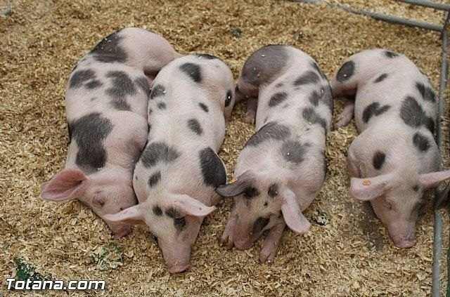 El sector del porcino europeo impulsa una campaña sin precedentes para explicar a los más jóvenes su exigente modelo de producción - 2, Foto 2