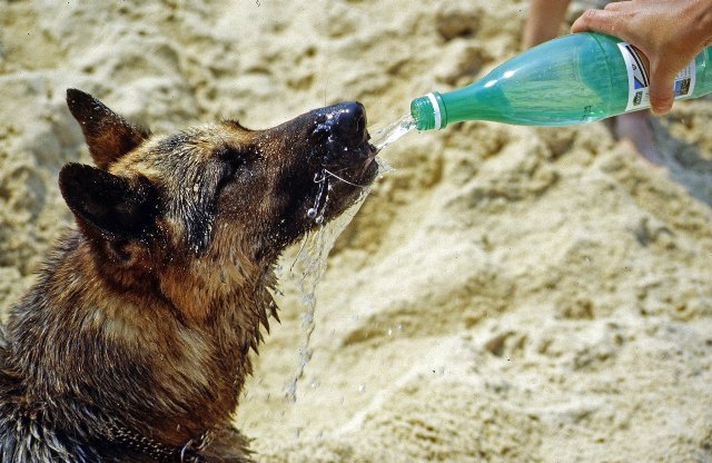 Principales recomendaciones para el verano con nuestras mascotas - 1, Foto 1