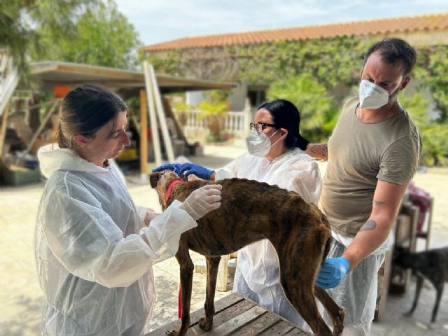 El Ayuntamiento rescata 37 animales moribundos en una casa de campo de Molina de Segura - 2, Foto 2