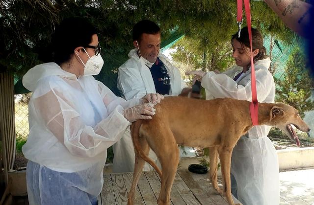 El Ayuntamiento rescata 37 animales moribundos en una casa de campo de Molina de Segura - 4, Foto 4