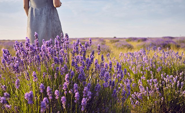 Julio, el mes de la lavanda también en cosmética - 1, Foto 1