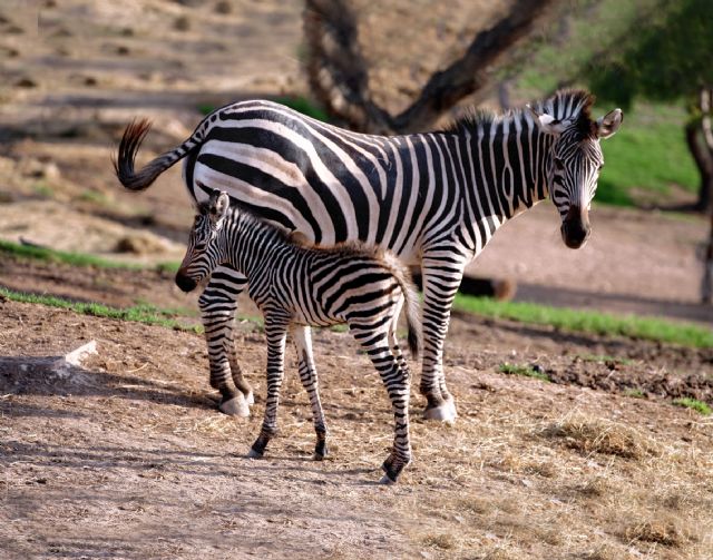 Terra Natura Murcia recibió más de 245.000 visitantes durante el último año - 1, Foto 1