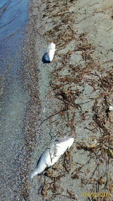 El gobierno regional sufre albujonitis al no entender que el problema del Mar Menor va mucho más allá - 1, Foto 1