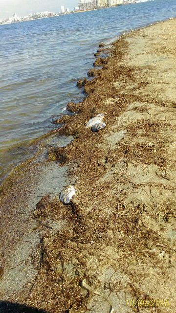 El gobierno regional sufre albujonitis al no entender que el problema del Mar Menor va mucho más allá - 3, Foto 3