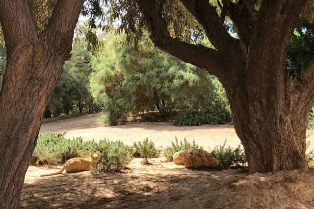 Calidad de Vida regularizará la colonia felina de Castillitos a través de una experiencia piloto - 1, Foto 1