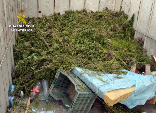 La Guardia Civil intercepta un camión con más de mil plantas de marihuana después de intentar darse a la fuga - 3, Foto 3